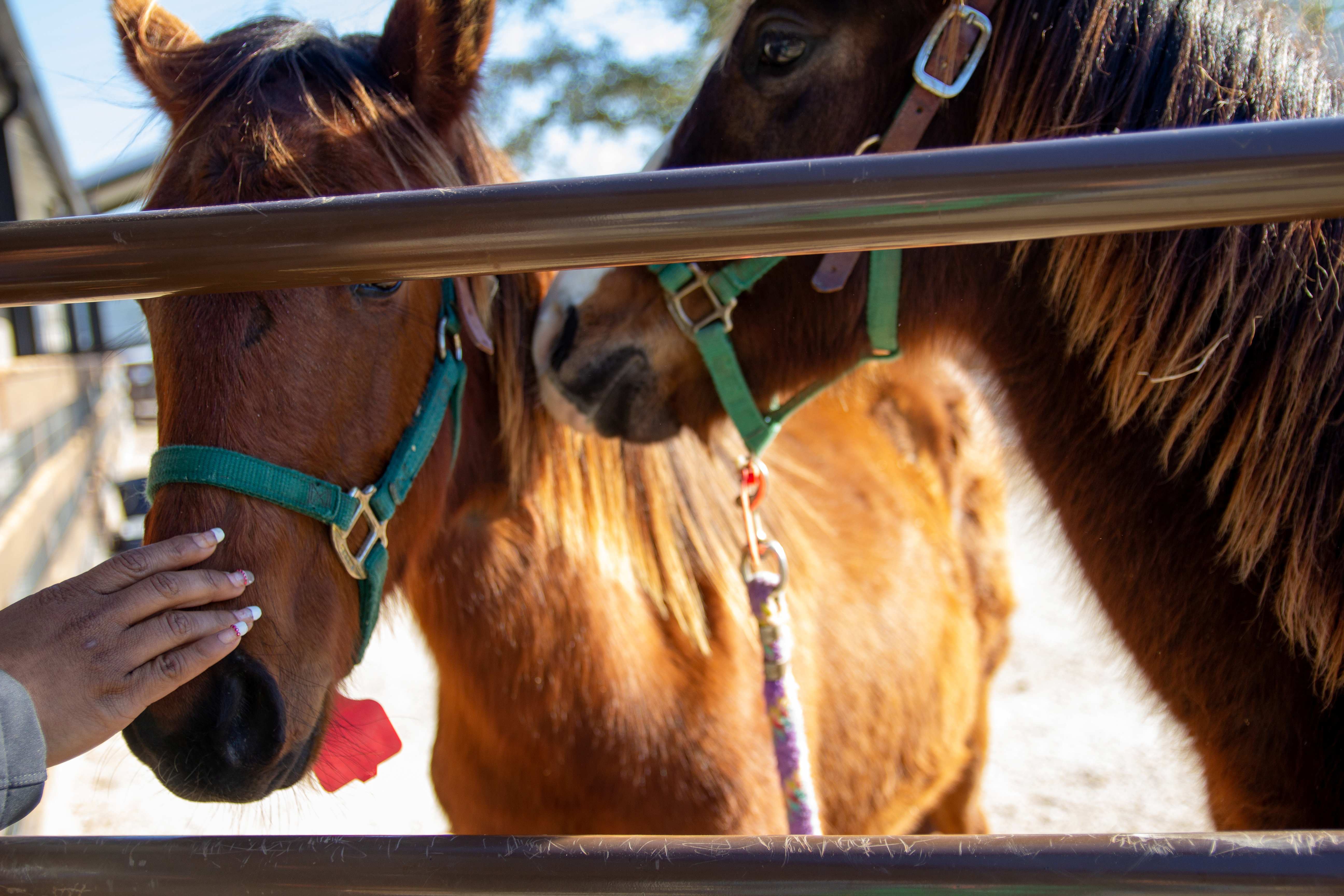 horses